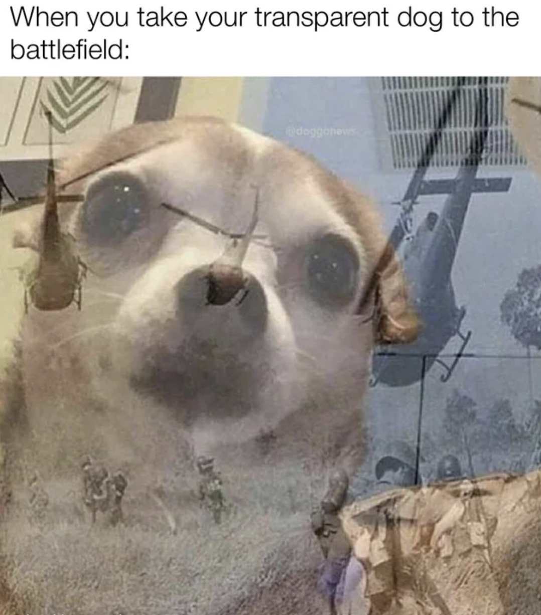 Memes that tell the truth - photo caption - When you take your transparent dog to the battlefield