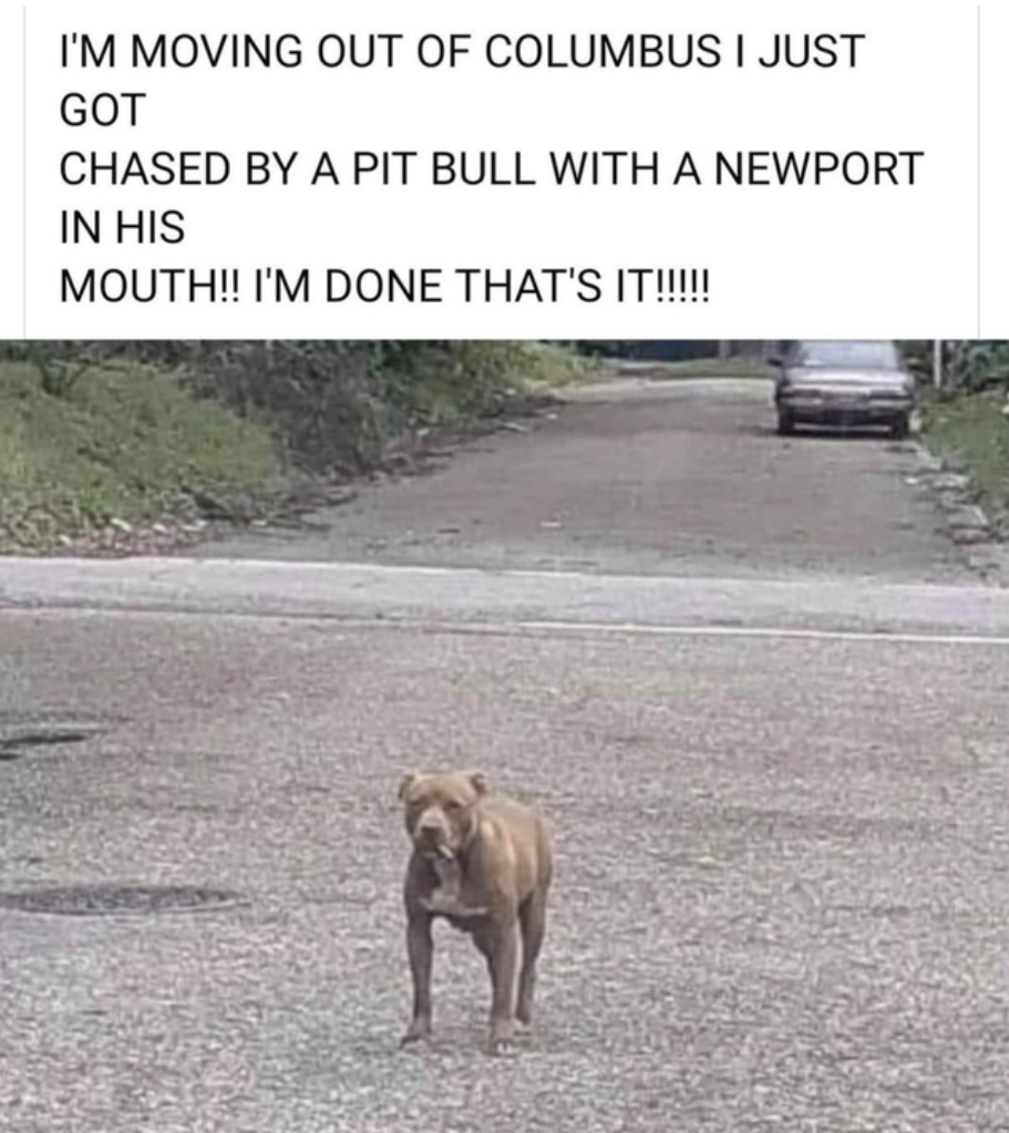 Ohio Memes - fauna - I'M Moving Out Of Columbus I Just Got Chased By A Pit Bull With A Newport In His Mouth!! I'M Done That'S It!!!!!
