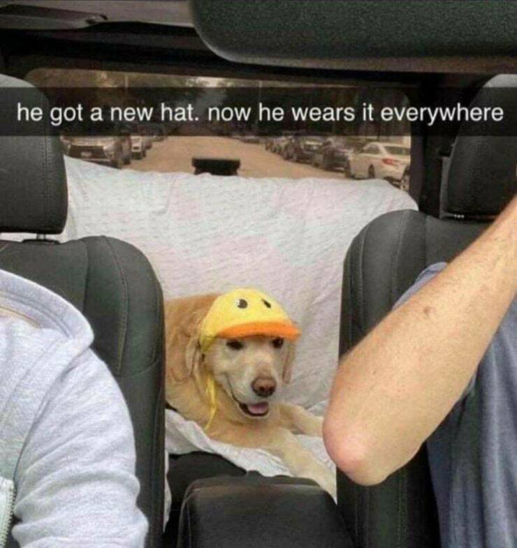 daily dose of randoms - positive memes dog - he got a new hat. now he wears it everywhere