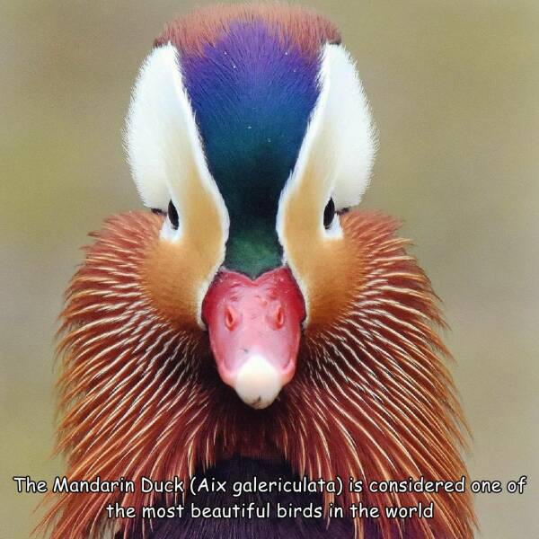 daily dose of randoms - beak - The Mandarin Duck Aix galericulata is considered one of the most beautiful birds in the world