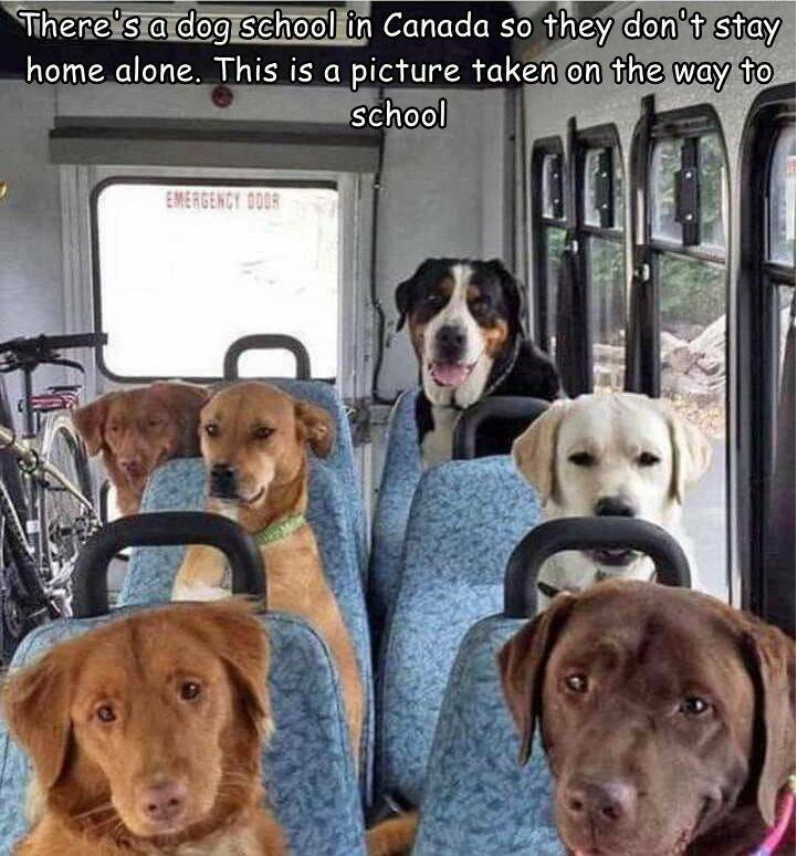 daily dose of randoms - dog - There's a dog school in Canada so they don't stay home alone. This is a picture taken on the way to school Emergency Dogr