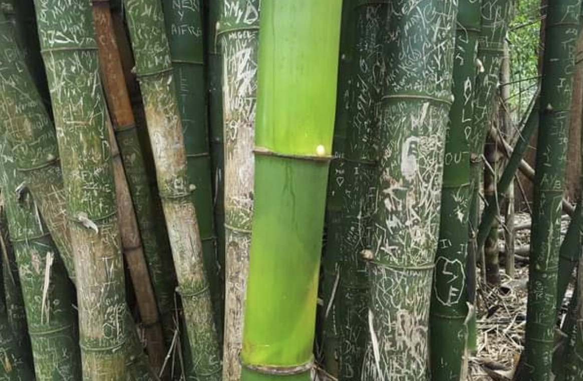 Fascinating Photos - bamboo that grew up during the pandemic without the effect of tourists touch - Aif Myd Piger 102 9 Youth