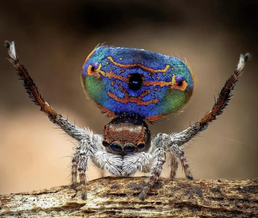 Fascinating Photos - insect