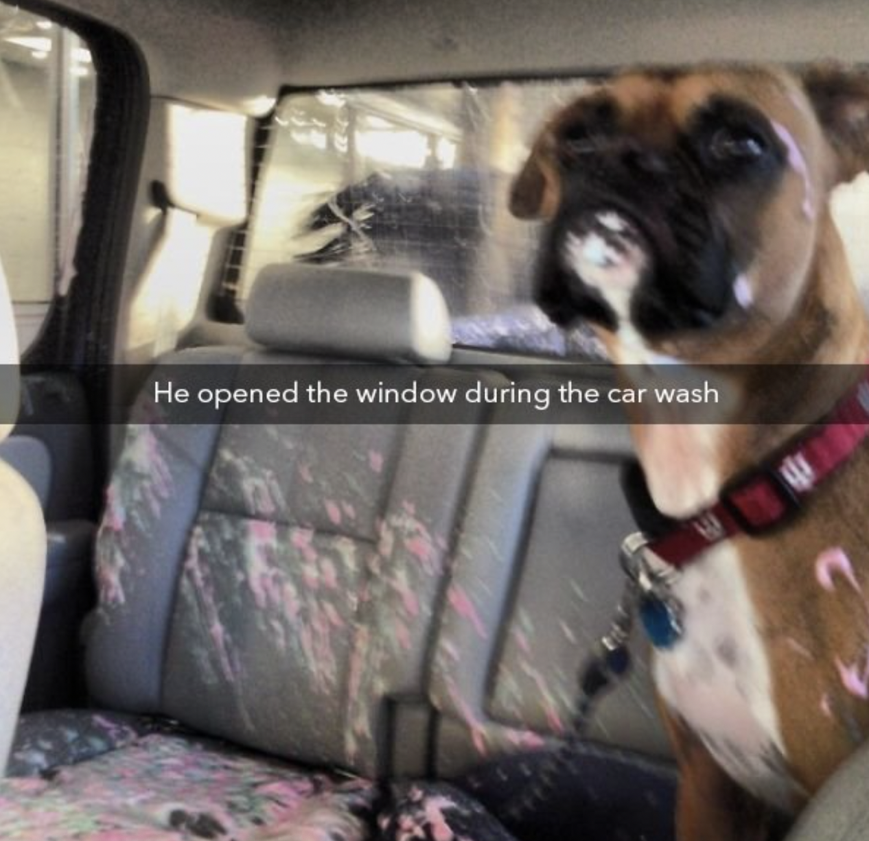 people having a crappy day - dog - He opened the window during the car wash