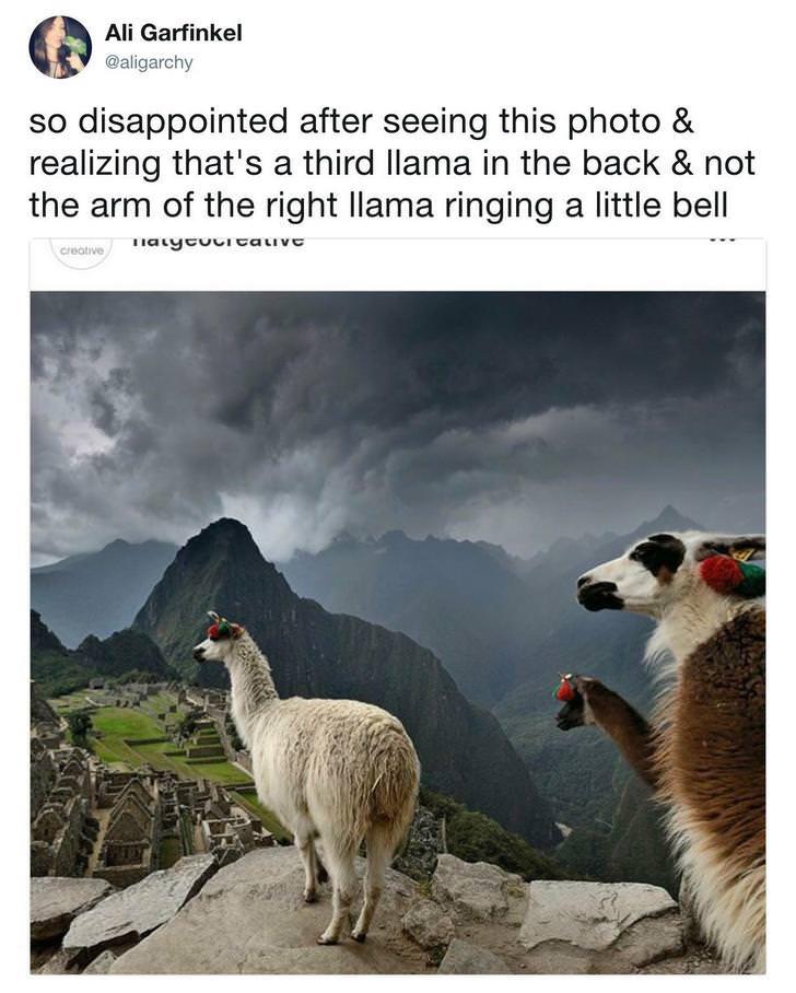 daily dose of randoms - mountain machu picchu - Ali Garfinkel so disappointed after seeing this photo & realizing that's a third llama in the back & not the arm of the right llama ringing a little bell Talytucitative creative