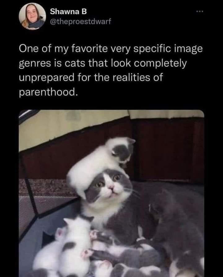 daily dose of randoms - meme cat unprepared for parenthood - Shawna B One of my favorite very specific image genres is cats that look completely unprepared for the realities of parenthood.