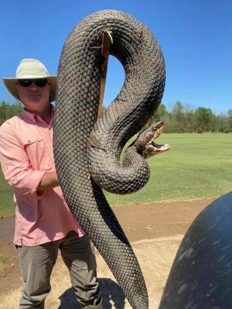 monday morning randomness - 44 inch cottonmouth snake