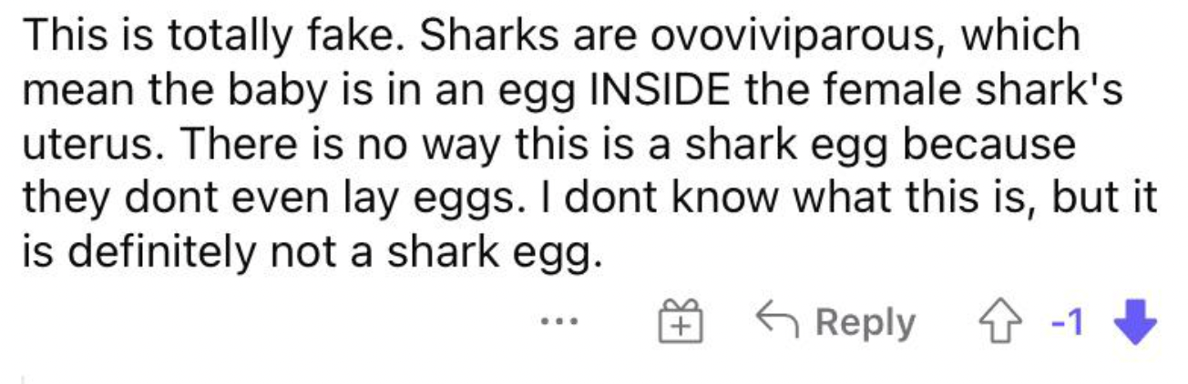 On a video of an obvious shark egg with a live fetus inside that washed up on the beach.