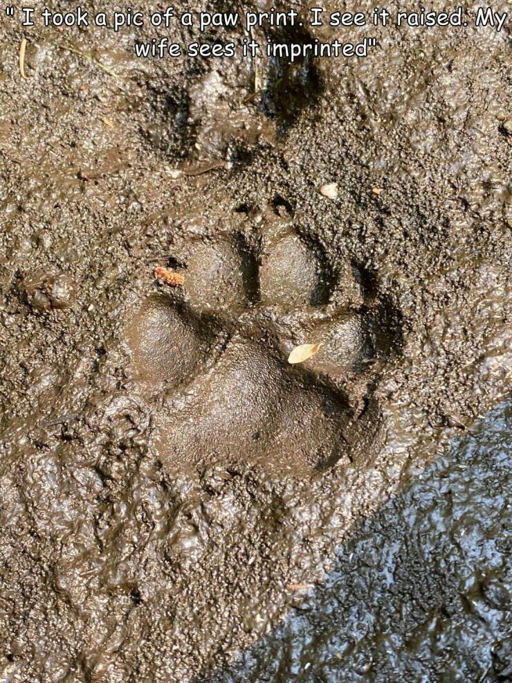 daily dose of randoms -  fauna - "I took a pic of a paw print. I see it raised. My wife sees it imprinted"
