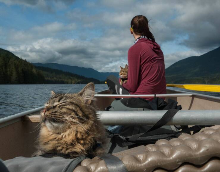 daily dose of randoms -  kayaking cat