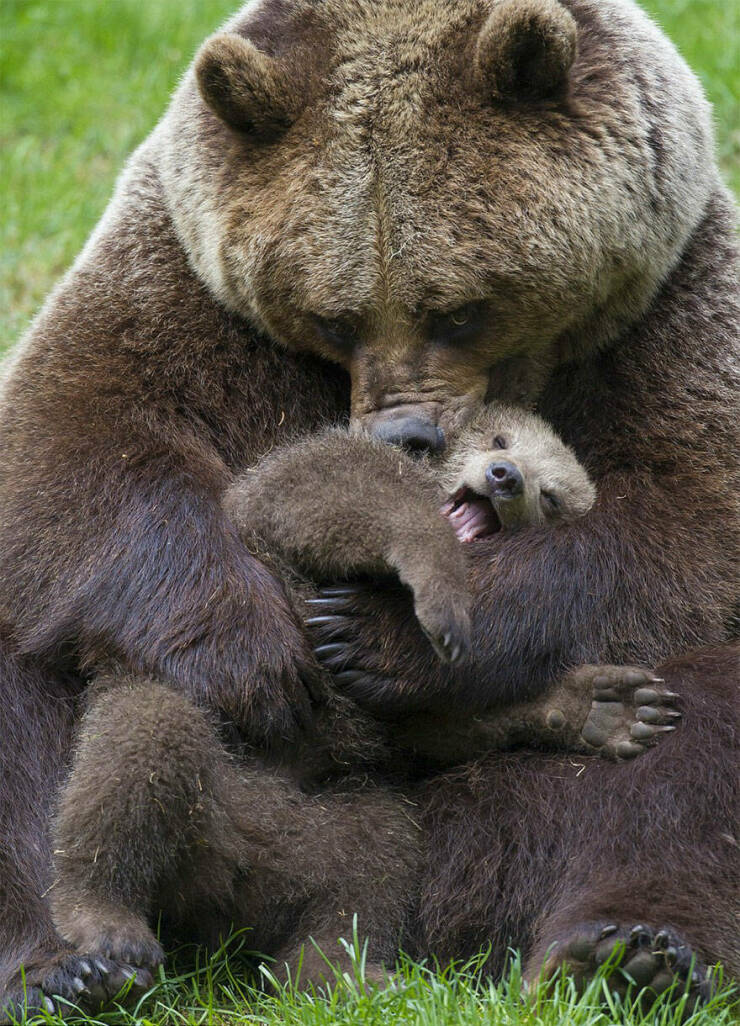 mumma bear