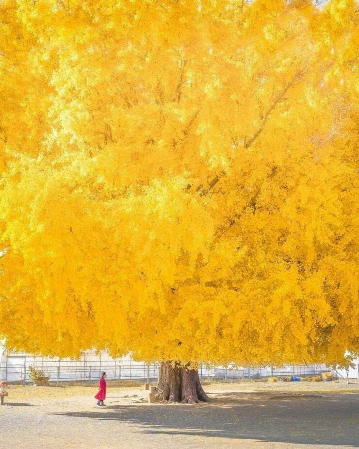 daily dose of randoms - giant ginkgo tree in japan