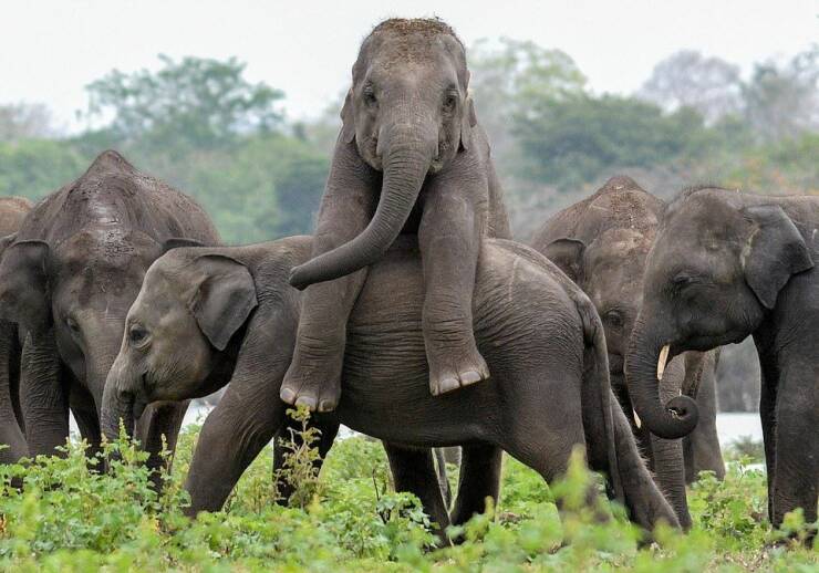 monday morning randomness - baby elephant