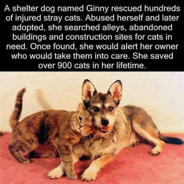 monday morning randomness - ginny the dog a hero among heroes - A shelter dog named Ginny rescued hundreds of injured stray cats. Abused herself and later adopted, she searched alleys, abandoned buildings and construction sites for cats in need. Once foun