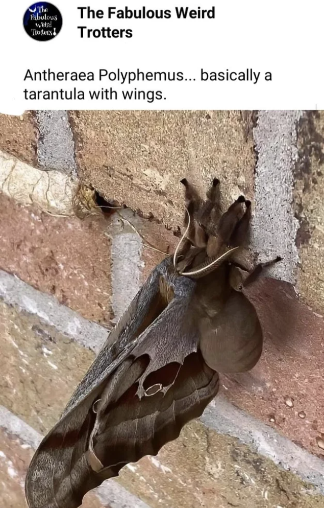 fascinating and horrifying pictures - tarantula with wings - Fabulous ww The The Fabulous Weird Trotters Antheraea Polyphemus... basically a tarantula with wings.