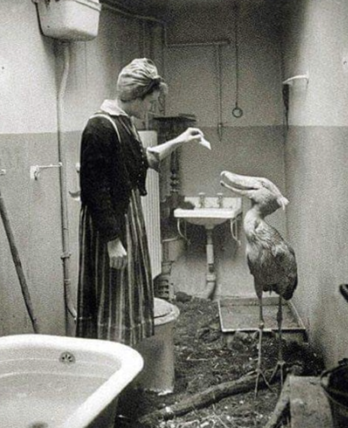 In WWII, citizens would take care of zoo animals in their own homes.
