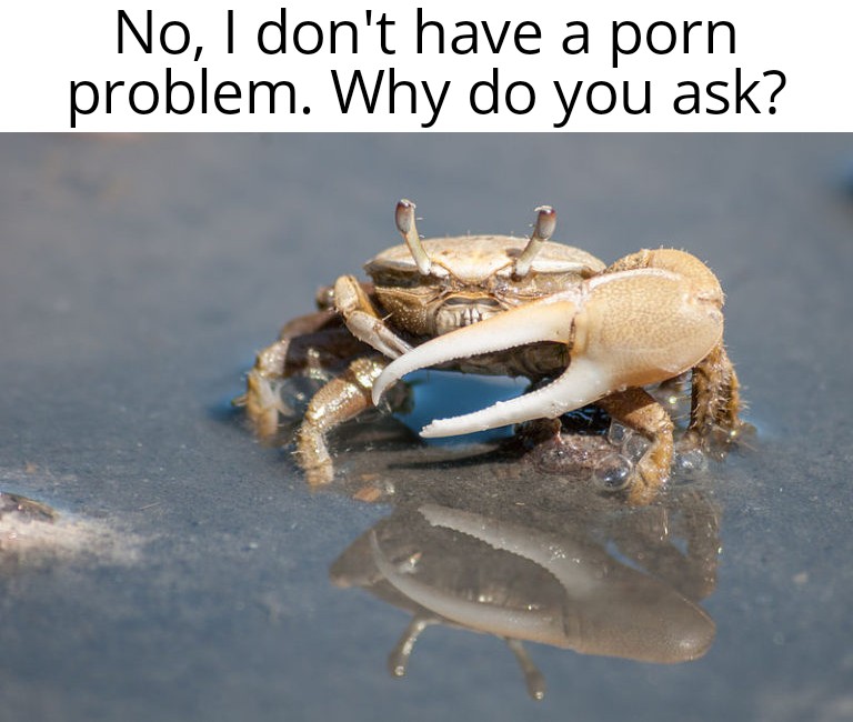 cool pics and memes - crab with one big claw - No, I don't have a porn problem. Why do you ask?