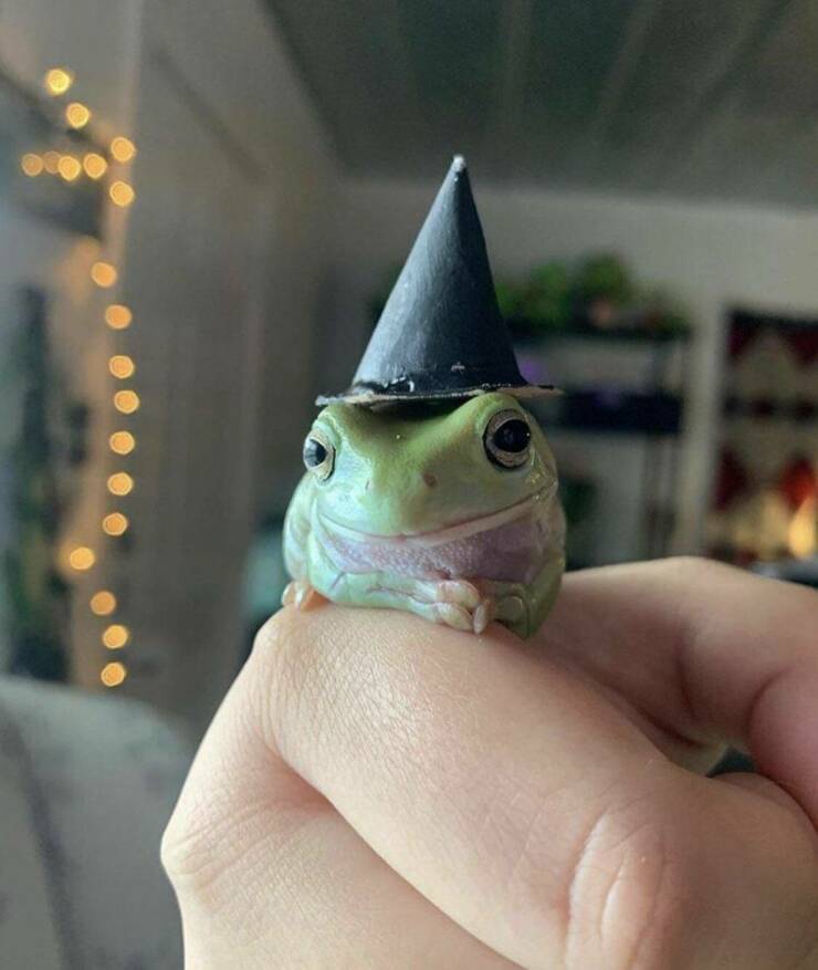daily dose of pics - cute frog with hat - 1