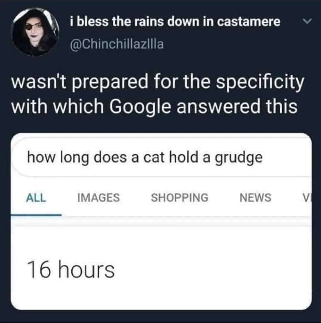 funny memes and pics - long does a cat hold a grudge 16 hours - i bless the rains down in castamere wasn't prepared for the specificity with which Google answered this how long does a cat hold a grudge All Images 16 hours Shopping News Vi