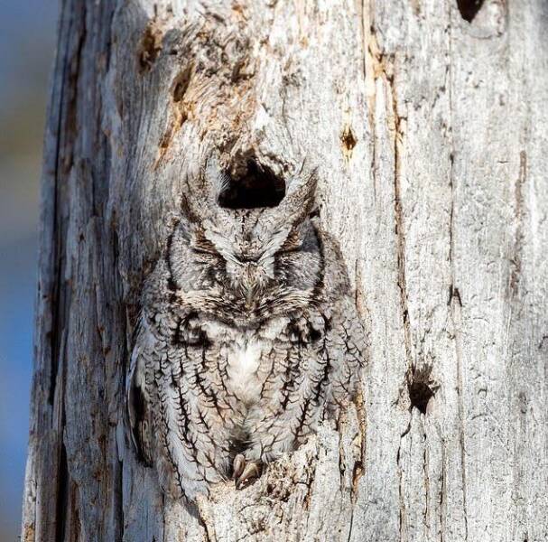 daily dose of randoms - owl camouflage - A