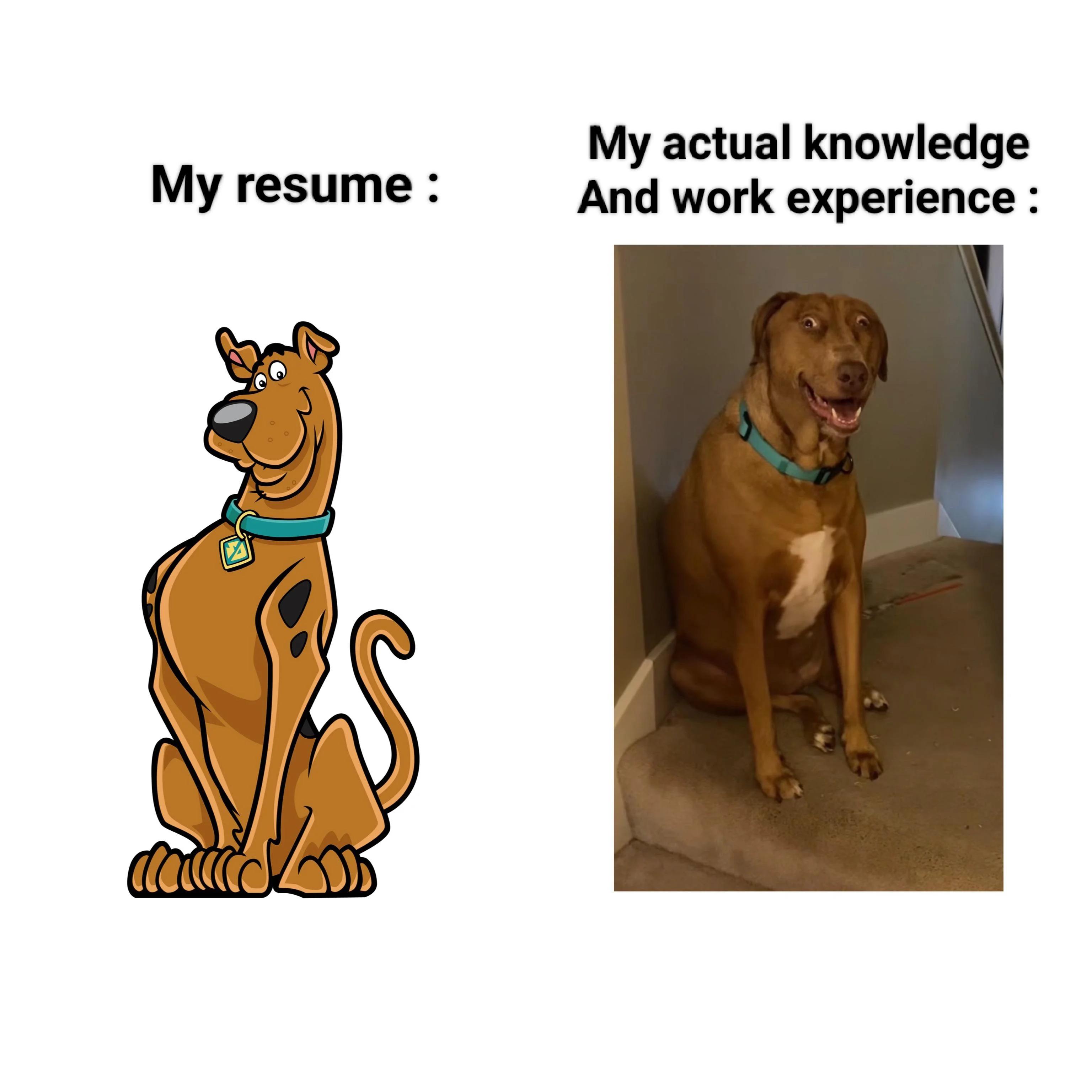 daily dose of randoms - like zoinks scoob meme - My resume b My actual knowlege And work experience
