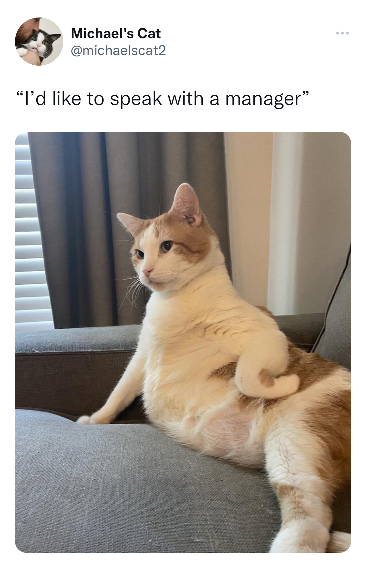 Savage and funny tweets - photo caption - Michael's Cat "I'd to speak with a manager" www