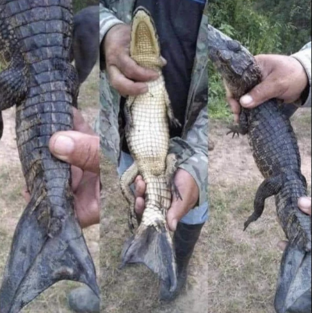 Fascinating photos - alligator regrow tail