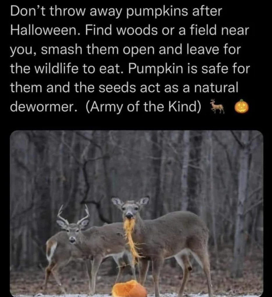 Fascinating photos - quotes - Don't throw away pumpkins after Halloween. Find woods or a field near you, smash them open and leave for the wildlife to eat. Pumpkin is safe for them and the seeds act as a natural dewormer. Army of the Kind Paman