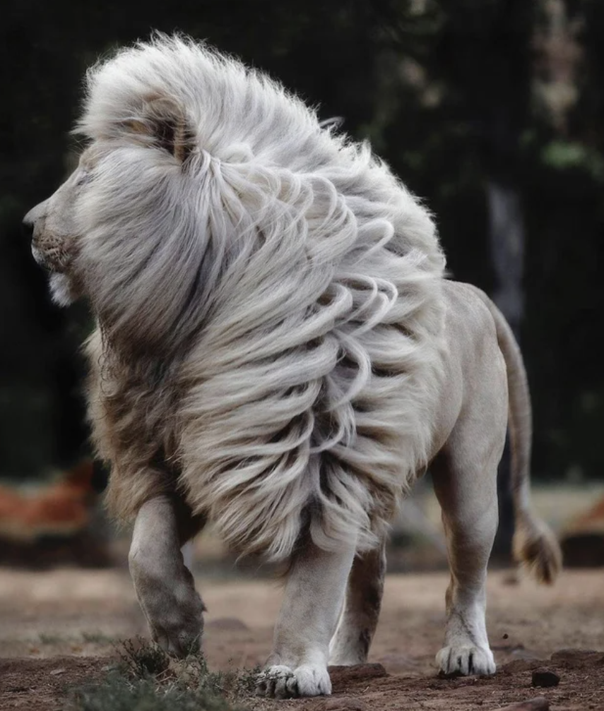 Fascinating photos - white lions