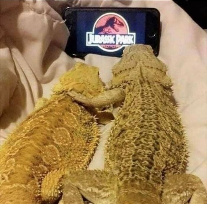 funny memes and pics - funny lizard - 00 Jurassic Park