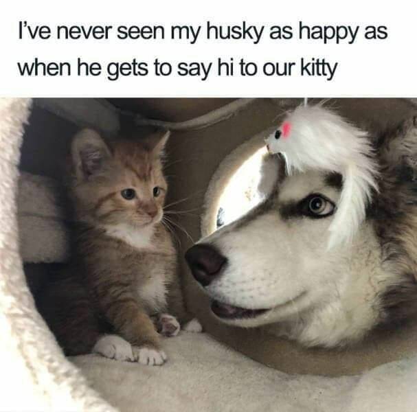 funny memes and pics - wholesome cat and dog - I've never seen my husky as happy as when he gets to say hi to our kitty