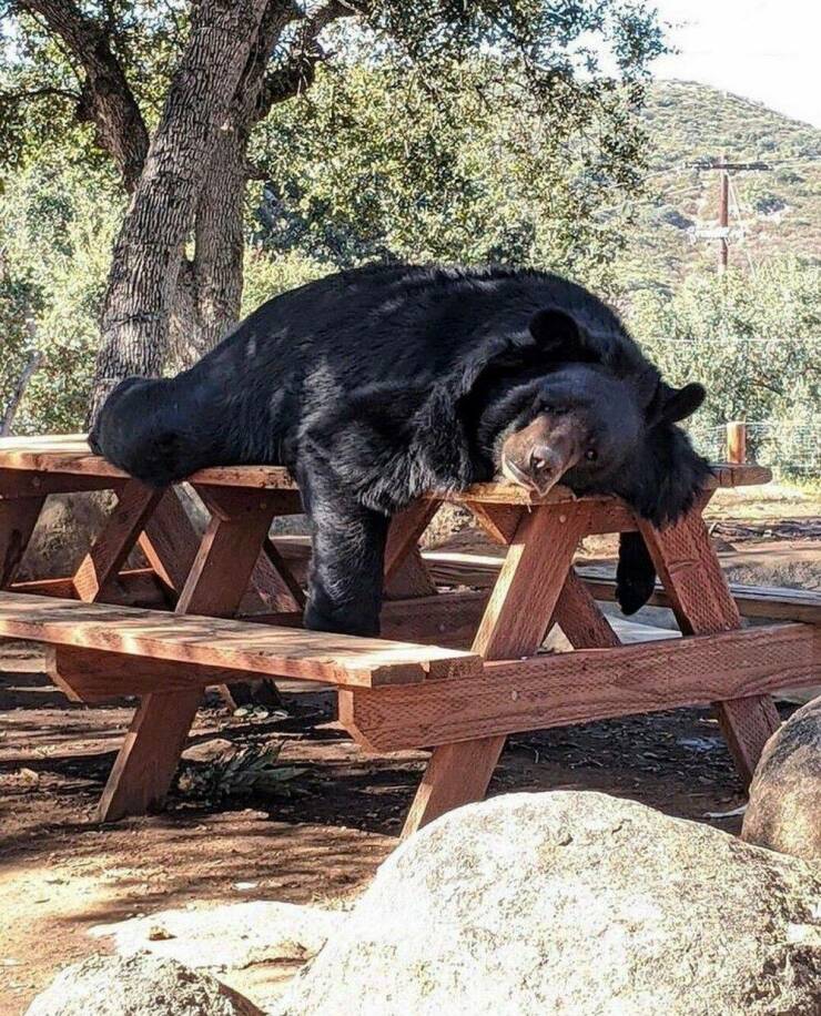 funny memes and pics - bear sleeping on picnic table