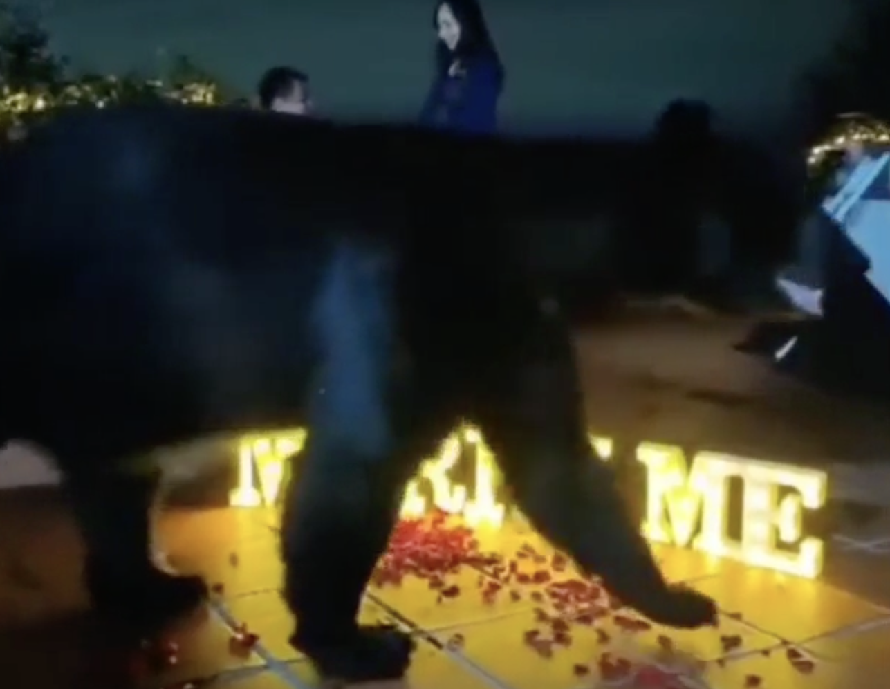 This bear casually interrupting a marriage proposal.