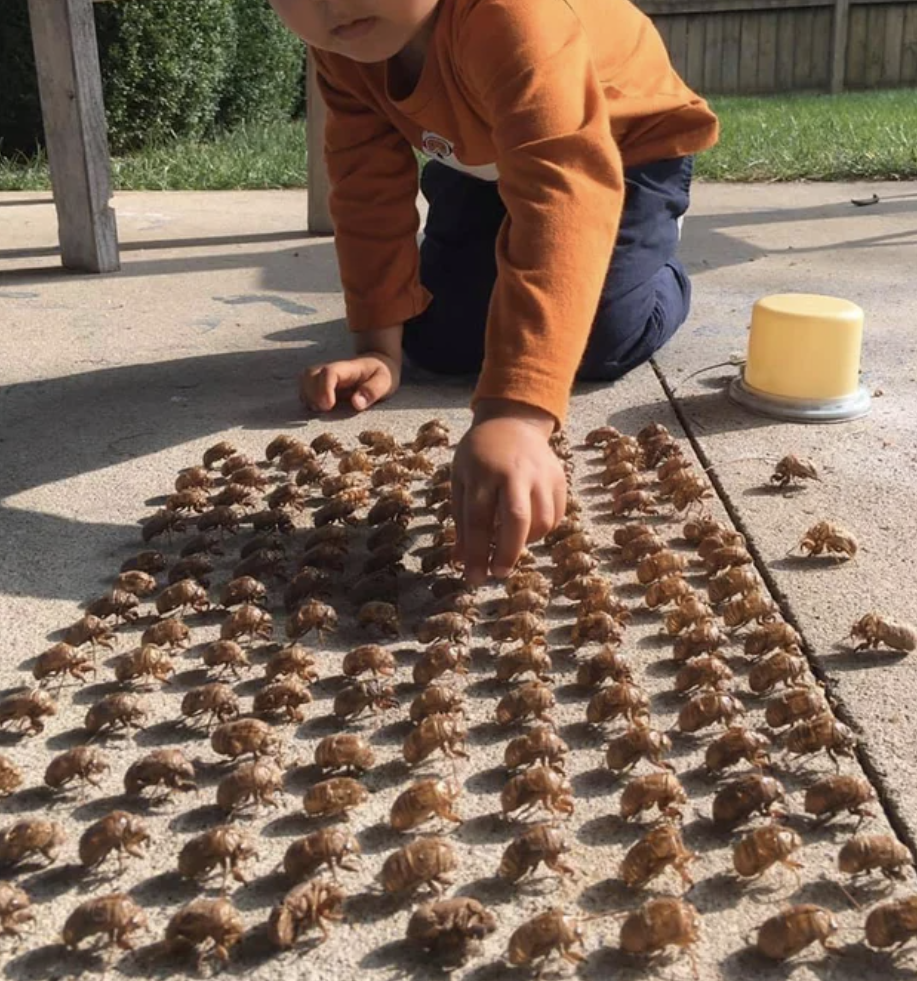 This kid found a hobby, and it's literally collecting cicada skeletons.