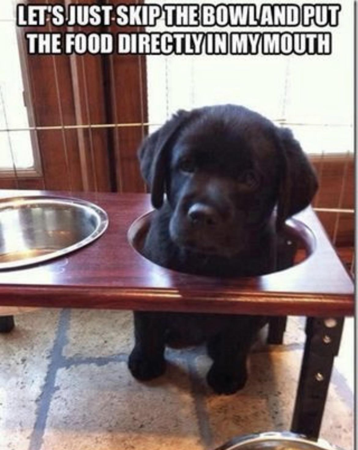 monday morning randomness - funny labrador memes - Let'S Just Skip The Bowland Put The Food Directly In My Mouth