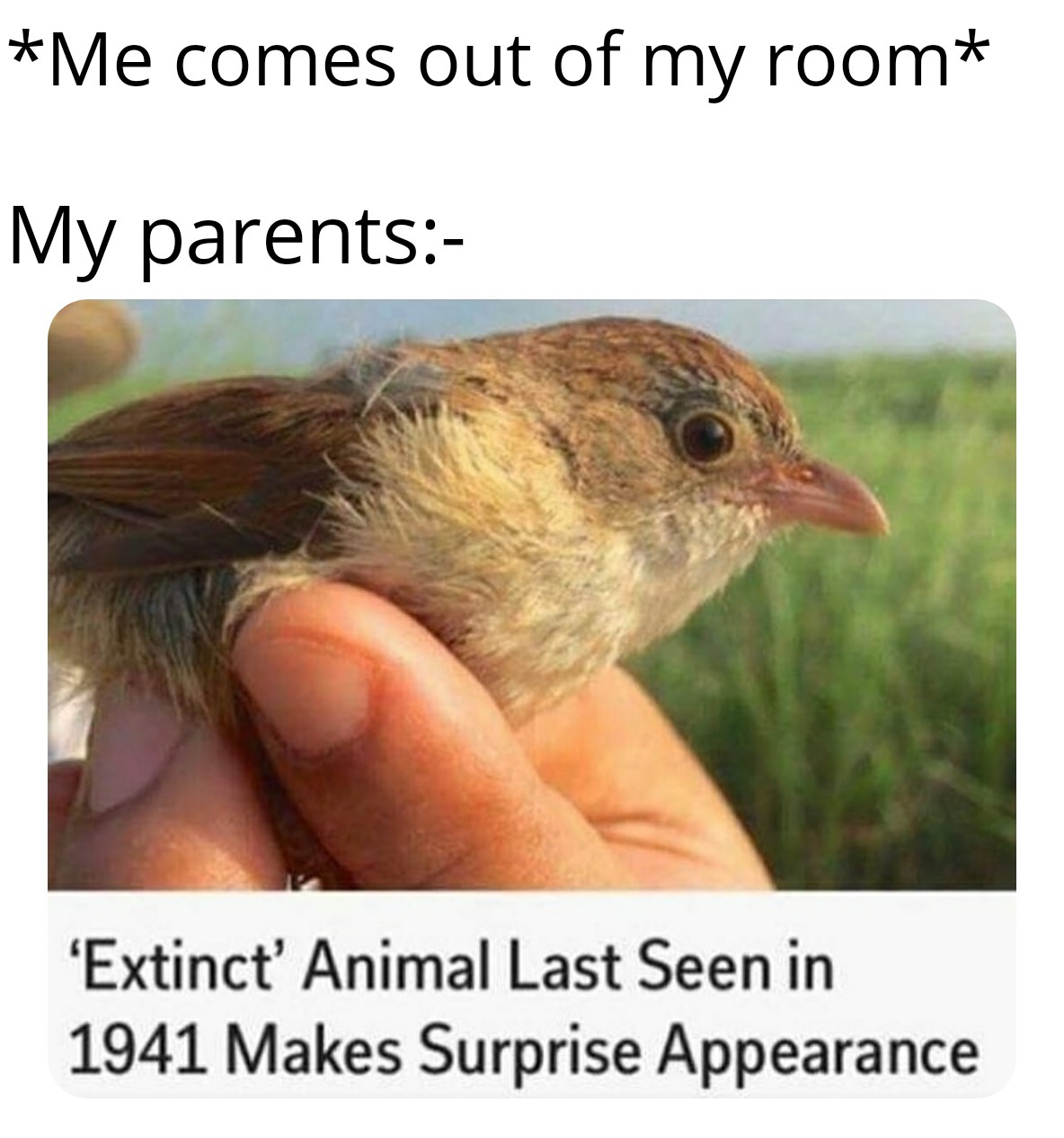 funny memes and pics - jerdon's babbler - Me comes out of my room My parents 'Extinct' Animal Last Seen in 1941 Makes Surprise Appearance