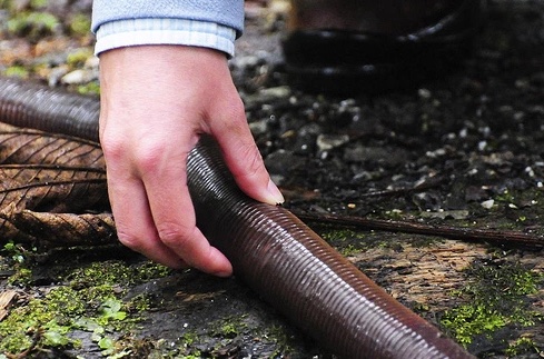 Unnerving pictures - largest worm in world