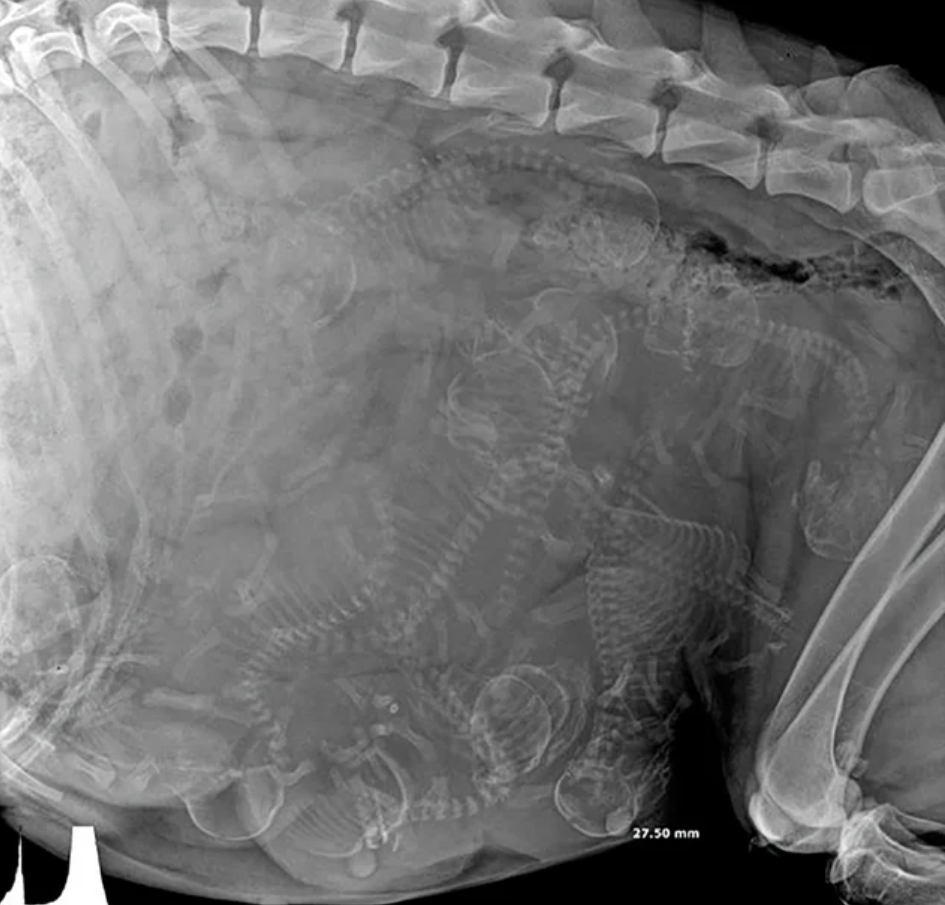 Unnerving pictures - pregnant dog xray - Bran 27.50 mm