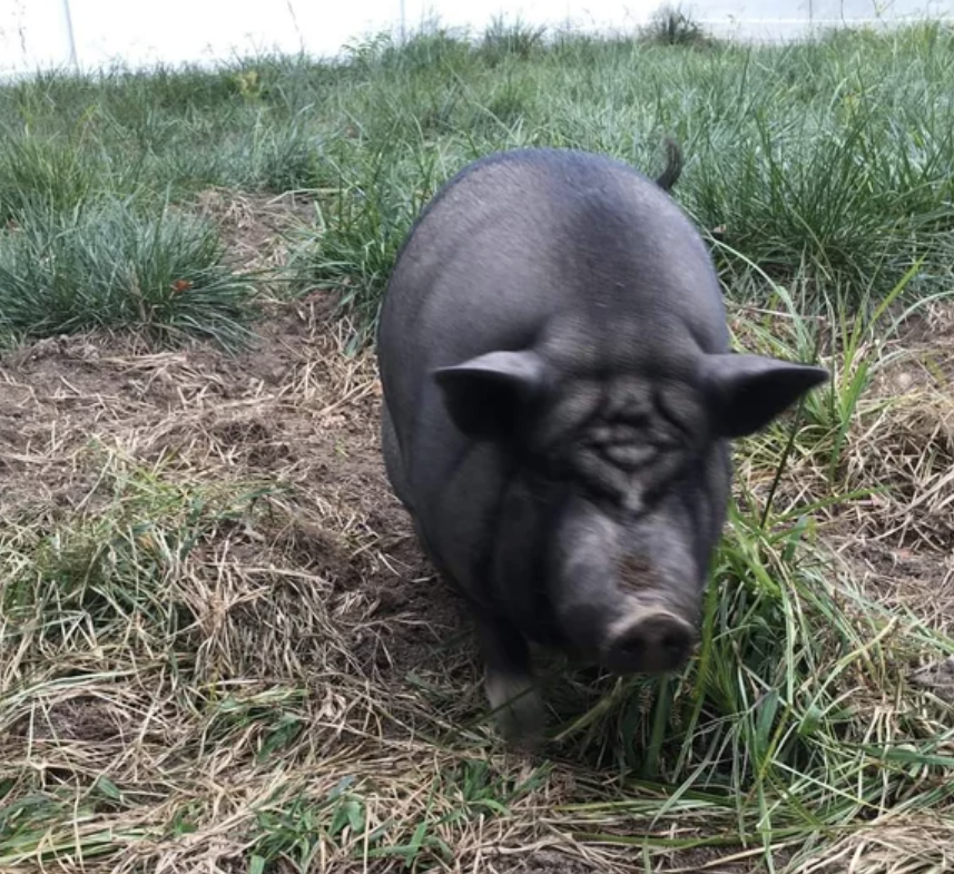 Unnerving pictures - domestic pig