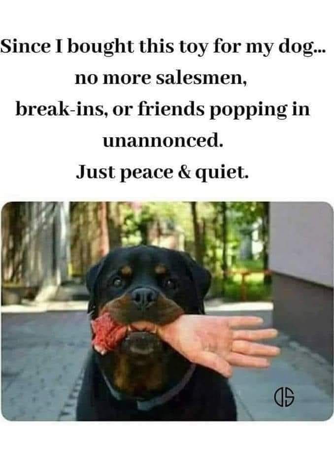 funny pics and randoms - dog funny rottweiler quotes - Since I bought this toy for my dog... no more salesmen, breakins, or friends popping in unannonced. Just peace & quiet. 15