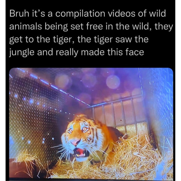 funny pics and randoms - tiger being set free in jungle - Bruh it's a compilation videos of wild animals being set free in the wild, they get to the tiger, the tiger saw the jungle and really made this face