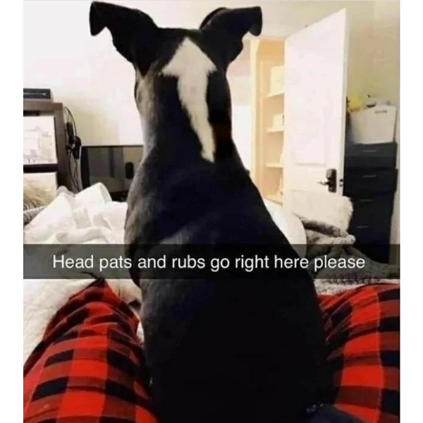 funny pics and randoms - dog - Head pats and rubs go right here please