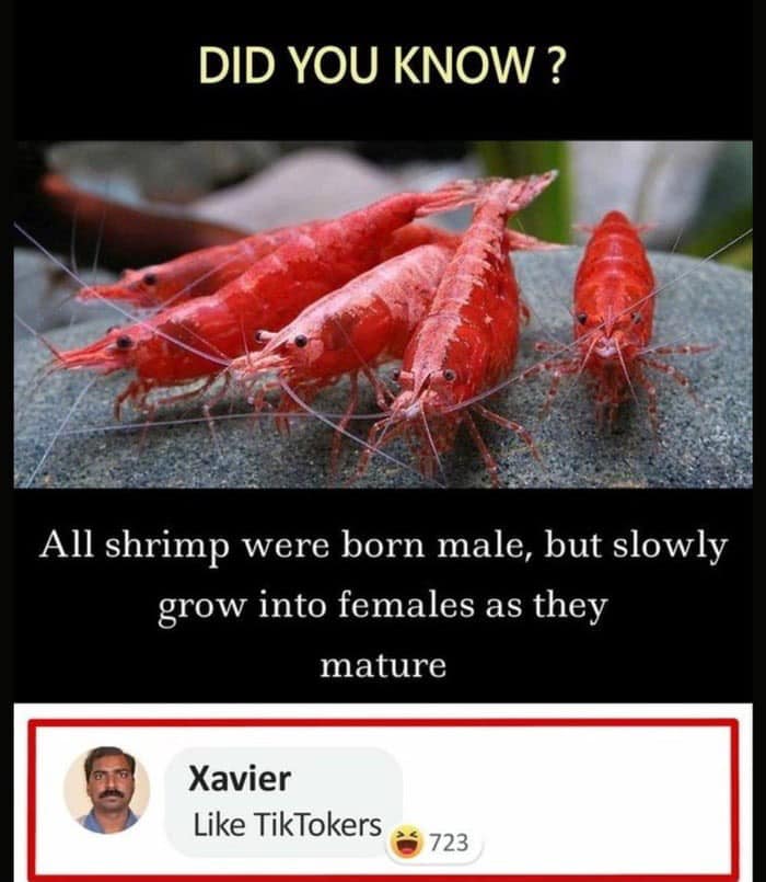 funny pics and randoms - facebook savage xavier memes - Did You Know? All shrimp were born male, but slowly grow into females as they mature Xavier TikTokers 723