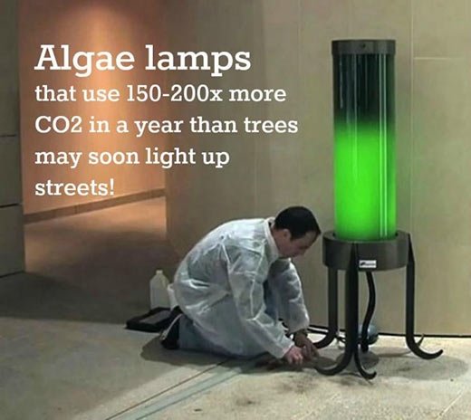 funny pics and randoms - algae lamps - Algae lamps that use 150200x more CO2 in a year than trees may soon light up streets!