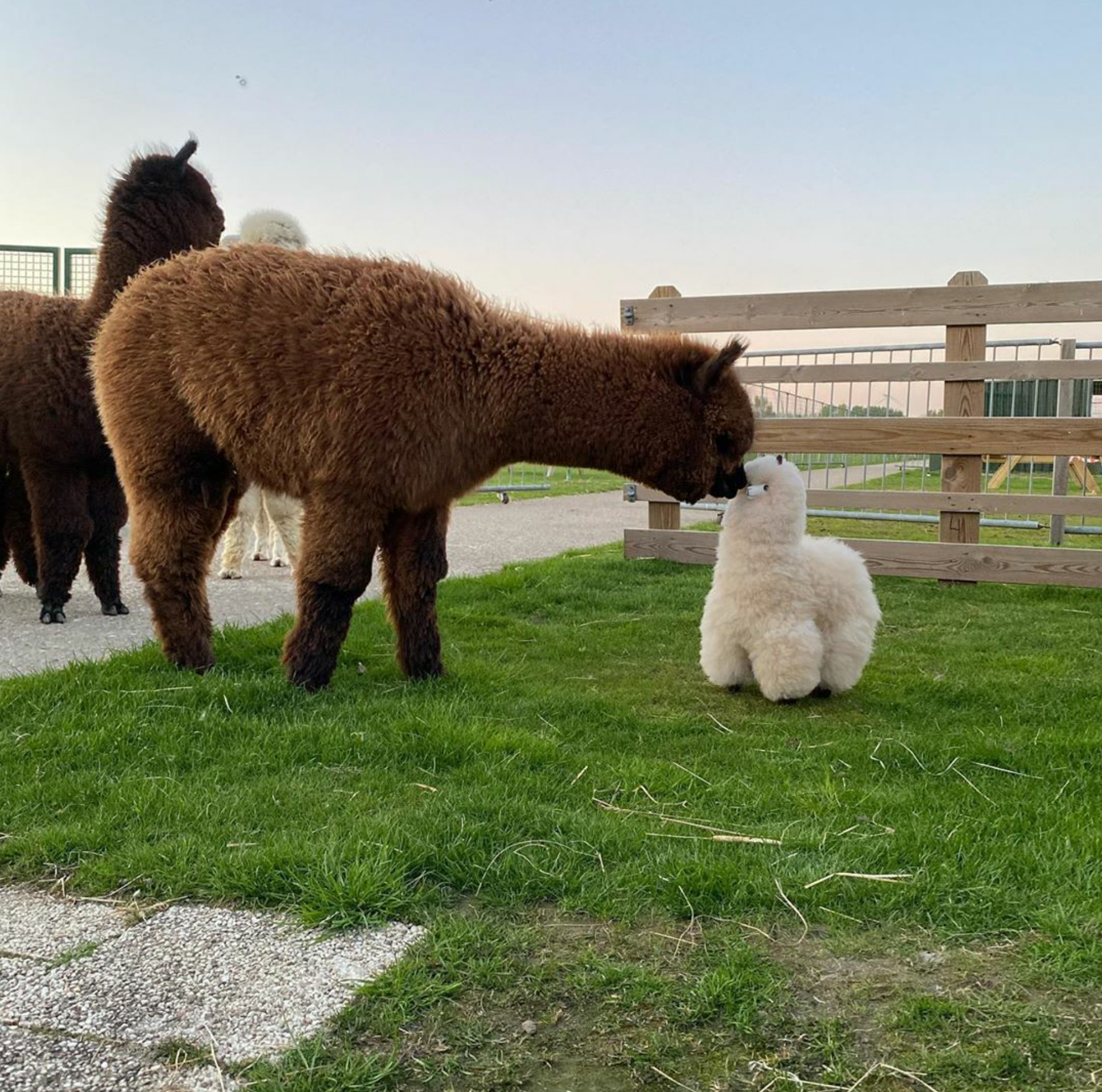 funny pics and randoms - miniature alpaca