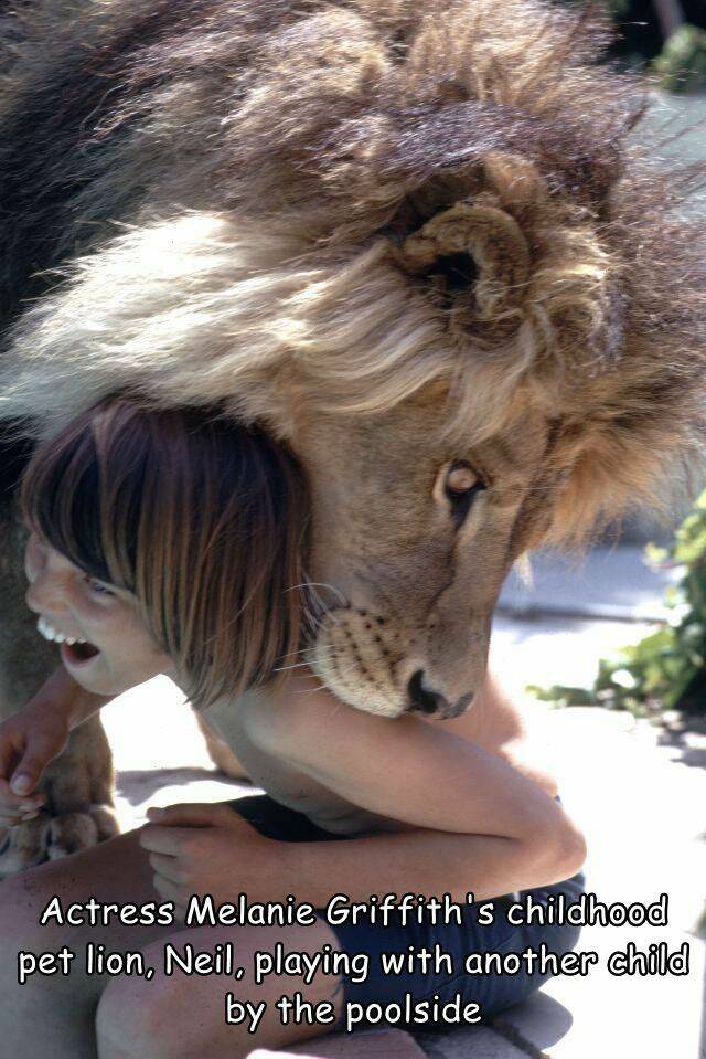 cool random pics for your daily dose - melanie griffith lion scalp - Actress Melanie Griffith's childhood pet lion, Neil, playing with another child by the poolside