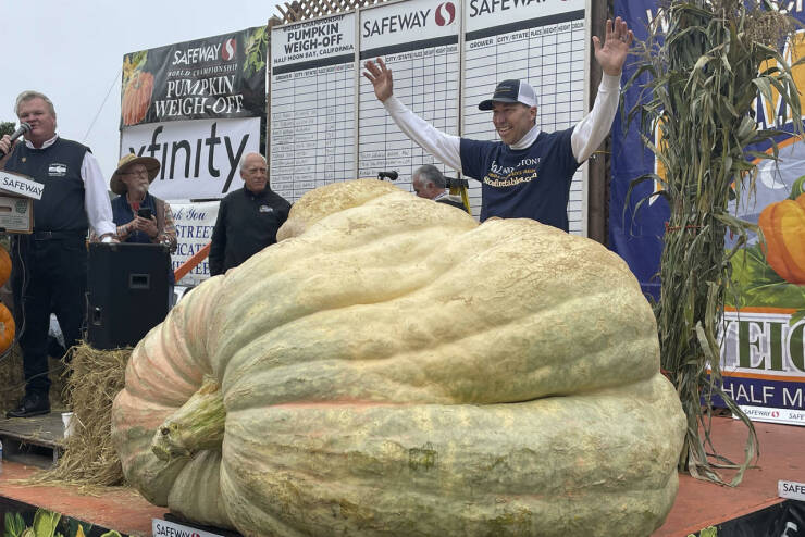 cool random pics for your daily dose - Pumpkin - Safeway Safeways Orl Cmpionship Pumpkin WeighOff finity Street Icat Safeway Thaad Pumpkin WeighOff Safeway and on w Fiorist on perustien Grace Grower City Staa Worob b Notintables.co Tont Eic Half M Safeway
