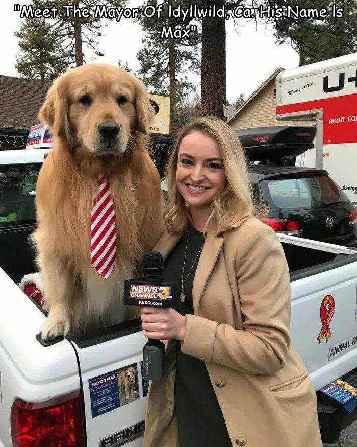 cool random pics for your daily dose - max the mayor of idyllwild reddit - "Meet The Mayor Of Idyllwild, Ca. His Name Is Max" Mayor Max News Channel Kesq.com 30 Hargher Fice Rang Wawa S Real Moms Attic U Right Equ Saving Animal Re