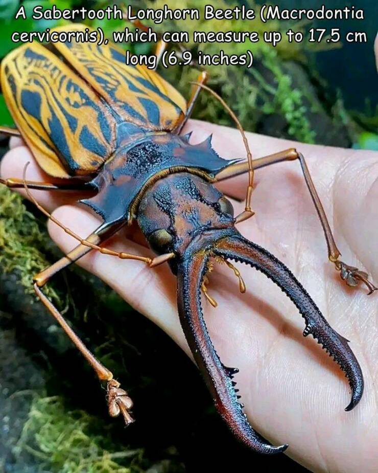 daily dose of randoms -  sabertooth longhorn beetle - cervicornis, A Sabertooth Longhorn Beetle Macrodontia which can measure up to 17.5 cm long 6.9 inches