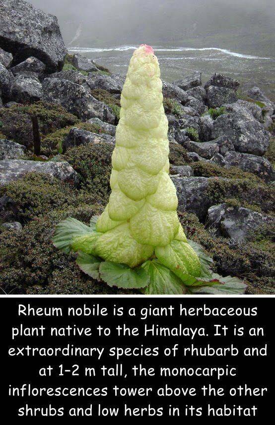 daily dose of randoms -  rheum nobile - Rheum nobile is a giant herbaceous plant native to the Himalaya. It is an extraordinary species of rhubarb and at 12 m tall, the monocarpic inflorescences tower above the other shrubs and low herbs in its habitat